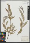Foto von Salix alba L.